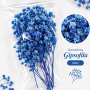 Qurudulmuş Gipsofila (Gypsophila) - Mavi