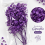 Qurudulmuş Gipsofila (Gypsophila) - Bənövşəyi