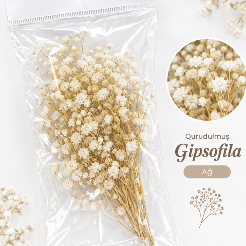 Qurudulmuş Gipsofila (Gypsophila) - AĞ