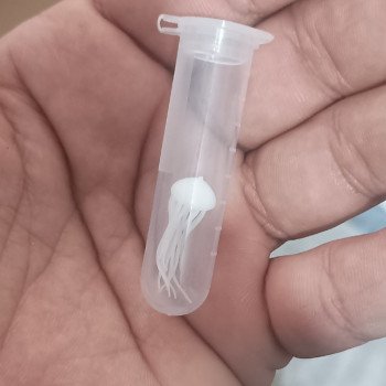 Dəniz anası formalı kiçik aksesuar