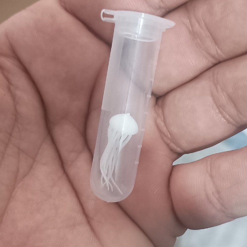 Dəniz anası formalı kiçik aksesuar